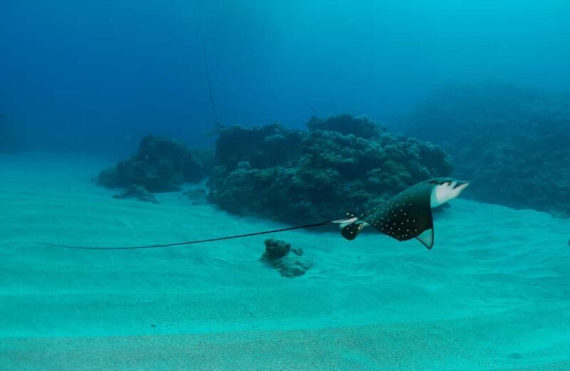 Belle Mare, Mauritius - PADI Open Water Training with eLearning - Key Points