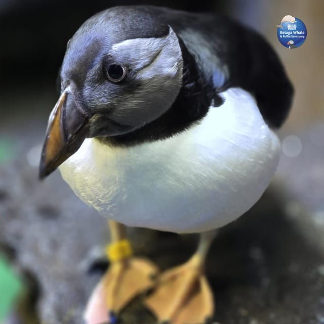 beluga-whale-sanctuary-admissions