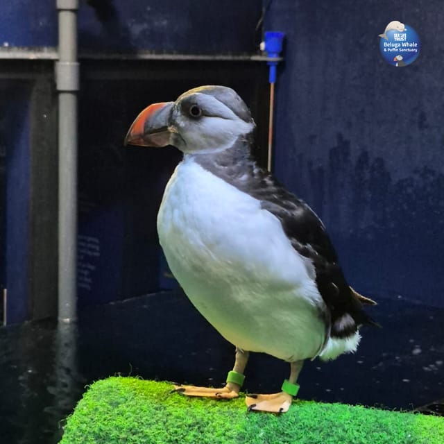 beluga-whale-sanctuary-admissions