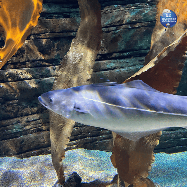 beluga-whale-sanctuary-admissions