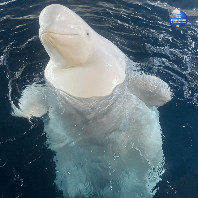 beluga-whale-sanctuary-admissions