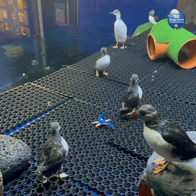 beluga-whale-sanctuary-admissions