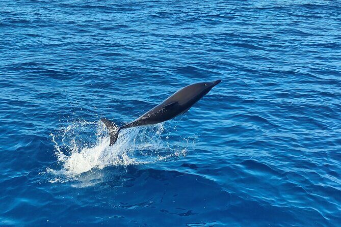 Benagil Caves and Dolphin Watching - 2.5h - Frequently Asked Questions