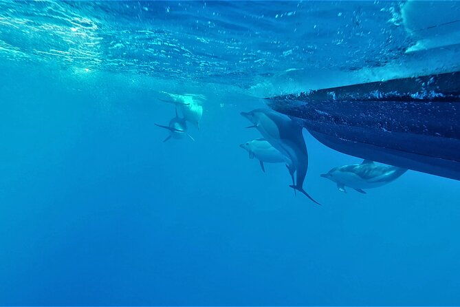 benagil-caves-visit-with-dolphins-watching-from-albufeira
