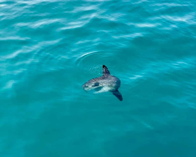 Benalmádena Boat Tour with Snorkeling, Water Slide and Lunch - Key Points
