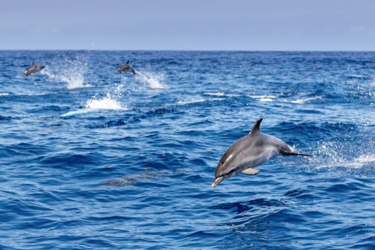 benalmadena-dolphin-watching-boat-tour
