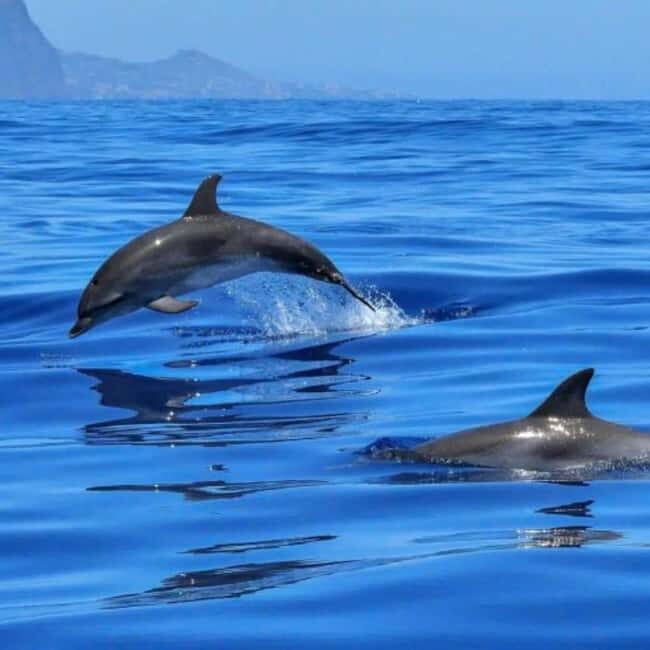 Benalmádena: Sailing & Dolphin Watching with Snacks/Drinks - An Honest Look at the Experience