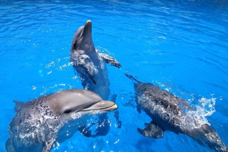 benalmadena-selwo-marina-admission-ticket