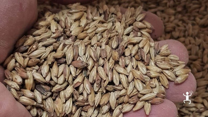 Benevento: visit and tasting at a brewery in Apollosa - Key Points