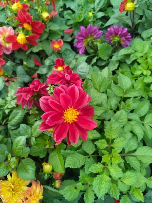 Bengaluru: Cubbon Park Nature Walking Tour - Key Points