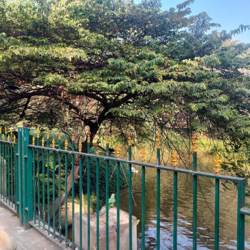 Bengaluru: Cubbon Park Nature Walking Tour - The Sum Up