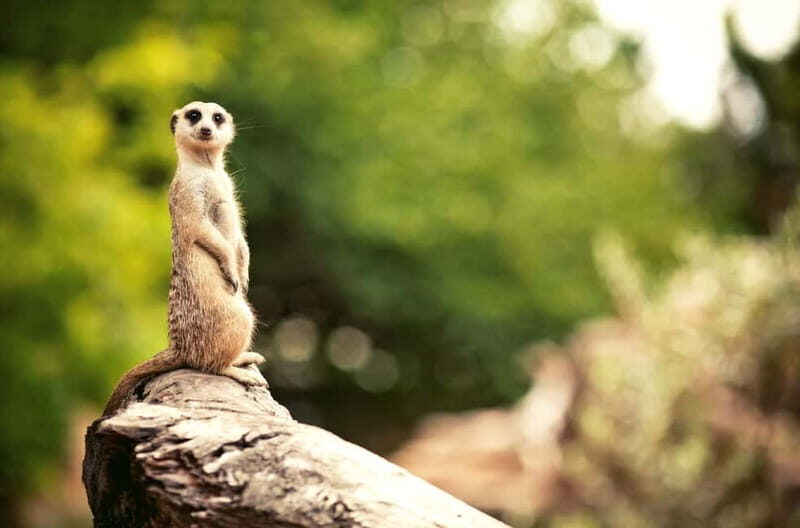 Benidorm: Mundomar Animal Park Entrance Ticket - The Downside? A Few Considerations