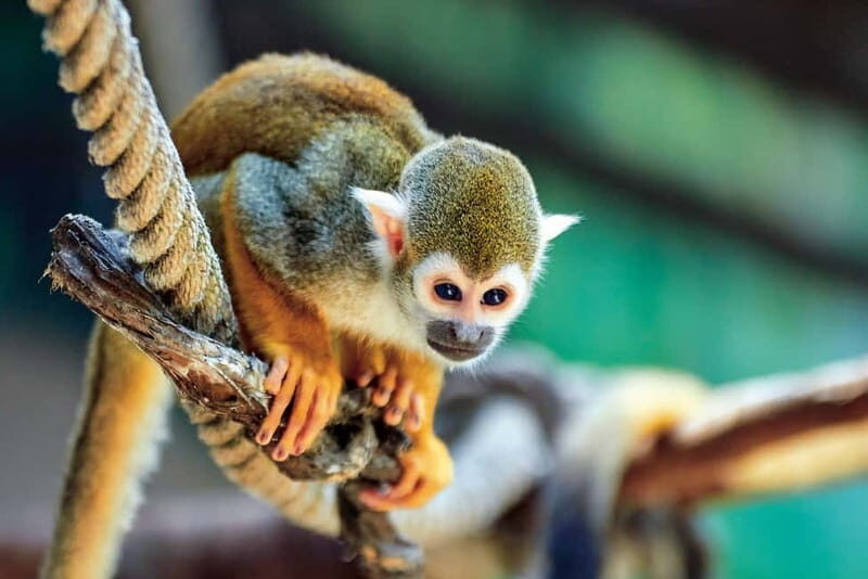 Benidorm: Mundomar Animal Park Entrance Ticket - FAQ