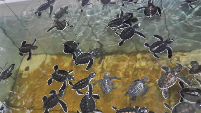 bentota-city-tour-from-unawatuna