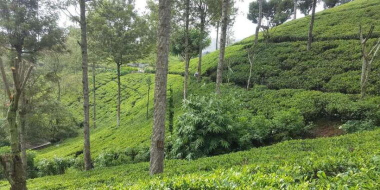bentota-kalutara-hikkaduwa-day-trip-to-ella-highlands-2