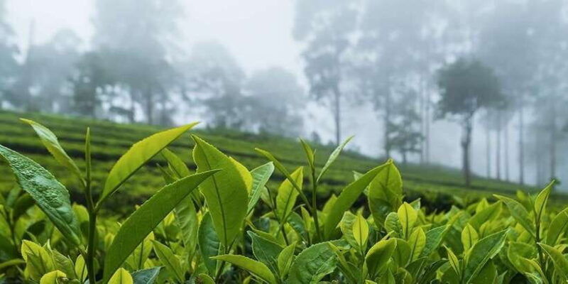 bentota-kalutara-hikkaduwa-day-trip-to-ella-highlands