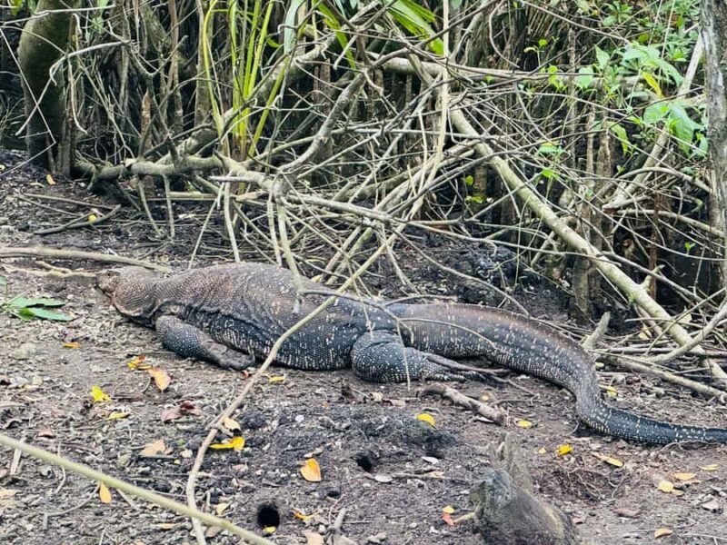 Bentota/Kalutara: Koggala Lake Boat Safari & Kayaking Tour - Who Should Consider This Tour?