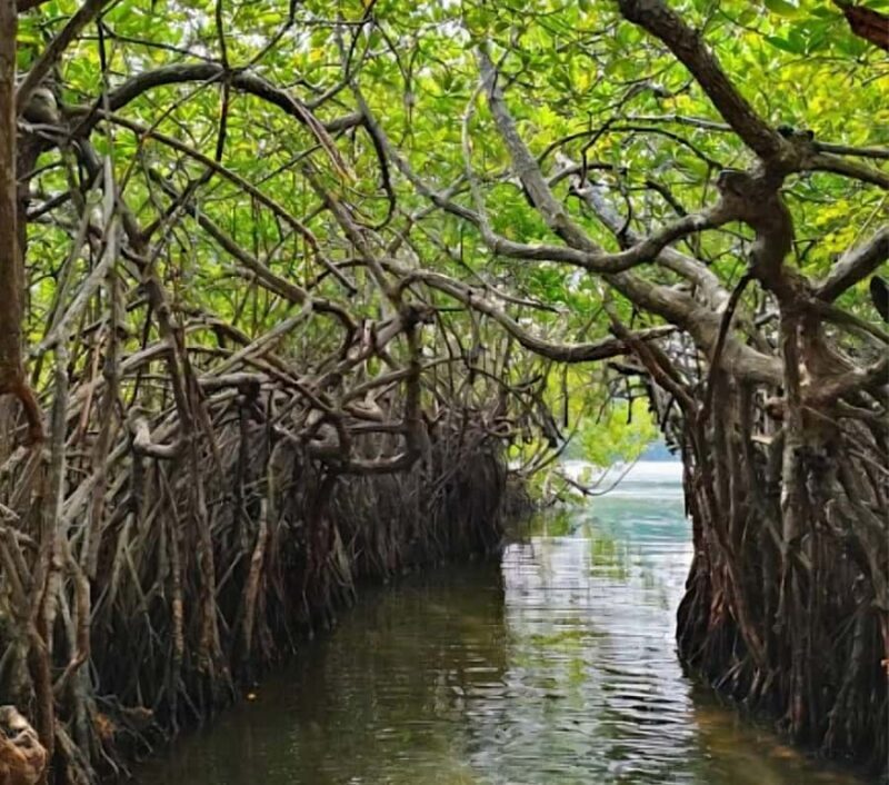 Bentota River Safari -Ahungalla/Bentota/Aluthgama/Kosgoda - Review of Bentota River Safari – Ahungalla, Bentota, Aluthgama, Kosgoda