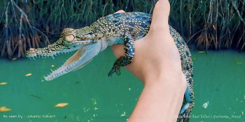 bentota-river-safari-ahungalla-bentota-aluthgama-kosgoda