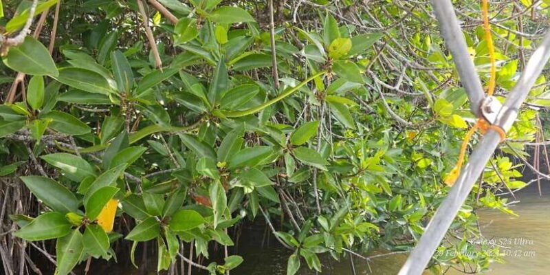 bentota-river-safari-ahungalla-bentota-aluthgama-kosgoda