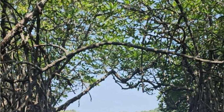 bentota-river-safari-ahungalla-bentota-aluthgama-kosgoda