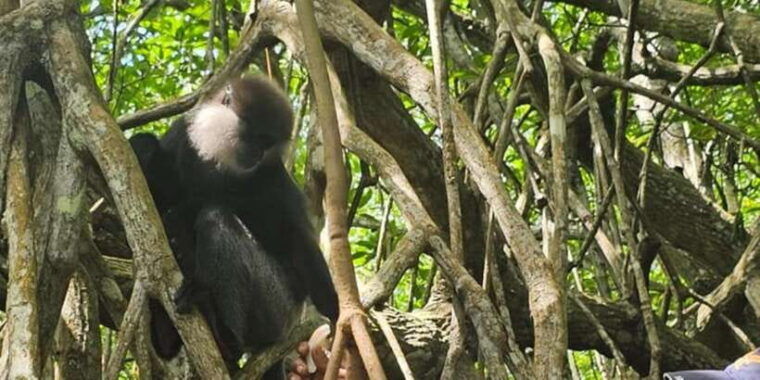 bentota-river-safari-ahungalla-bentota-aluthgama-kosgoda