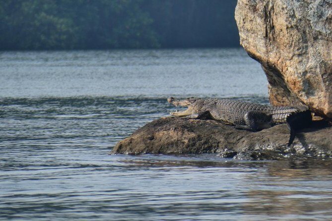 Bentota River Safari By BTM (Mangrove & Wildlife Encounter) - Who Should Consider This Tour?