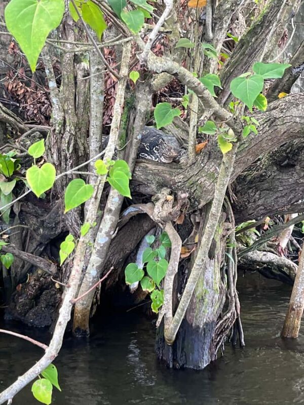 Bentota River Safari with Bazaar from ahungalla - What to Expect During the Bentota River Safari