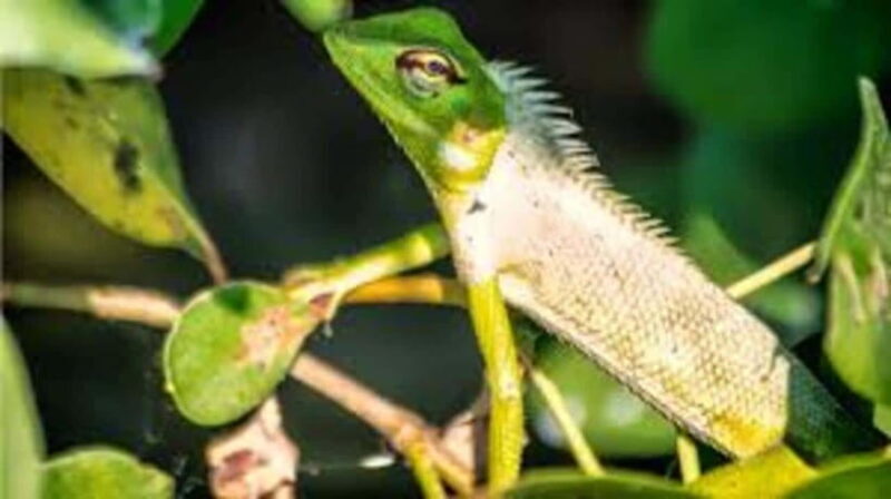 Bentota: River Safari with Hotel Pickup and Drop-Off - The Sum Up