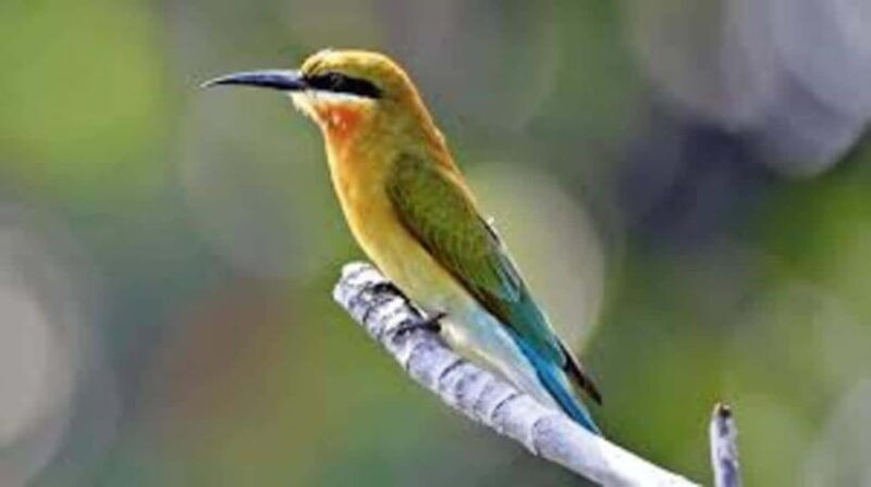 bentota-river-safari-with-hotel-pickup-and-drop-off