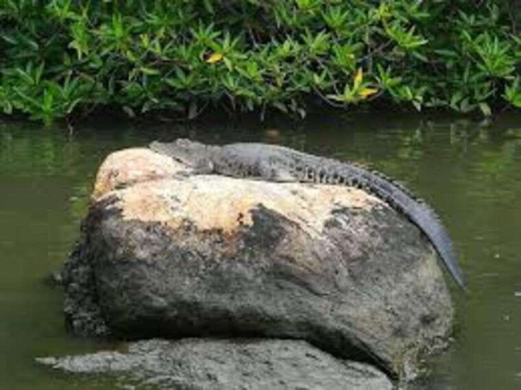 bentota-river-safari-with-hotel-pickup-and-drop-off