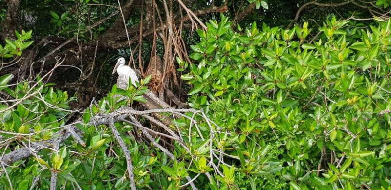 Bentota River Safari with Mangrove and Wildlife Encounter - Frequently Asked Questions