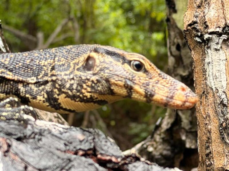 Bentota River Safari with Transfer and Guide - Why the Bentota River Safari Stands Out