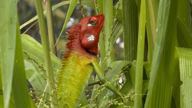 Bentota River Safari with Transfer and Guide - The Sum Up