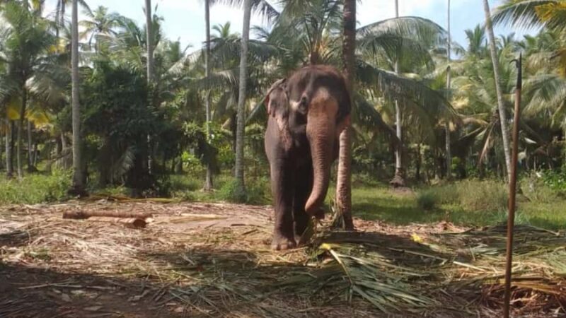 Bentota River,Turtels,Wood Carving & Temple tour By Tuk Tuk - Key Points