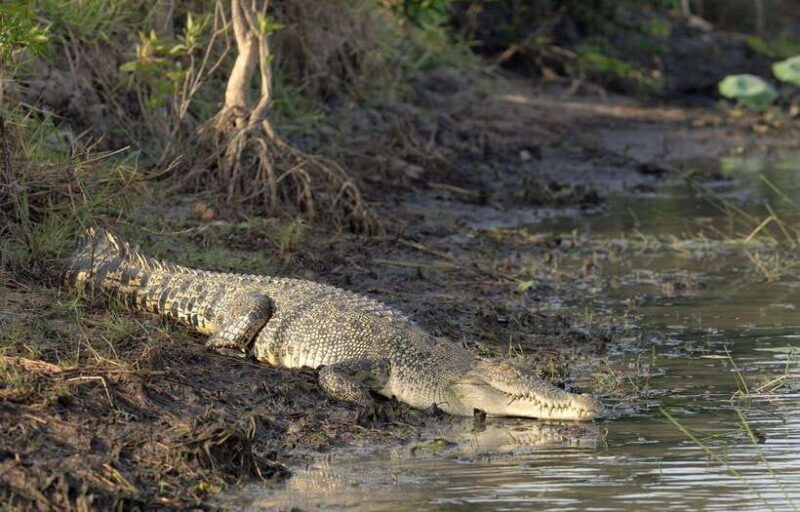 bentota-village-tour-river-safari-with-westcoast