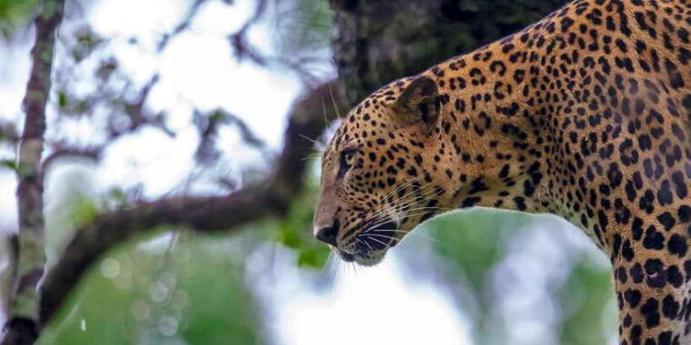 bentota-yala-national-park-safari-jeep-tour-in-a-4x4