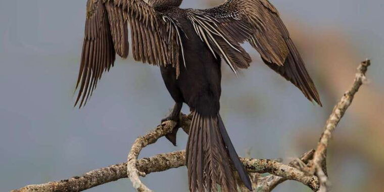 bentota-yala-national-park-safari-jeep-tour-in-a-4x4