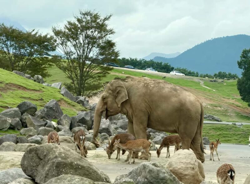 Beppu: Drive-in Kyushu Safari & Yufuin, Umi Jigoku Day Tour - Who Is This Tour Best For?