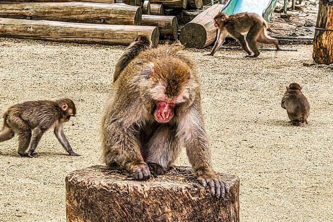 Beppu Guided Private City Tour with Transport - Why Choose This Tour?