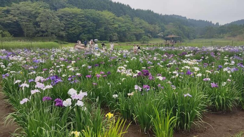 Beppu: Shidaka Lake Nordic Walking and Forest Bathing Tour - FAQ