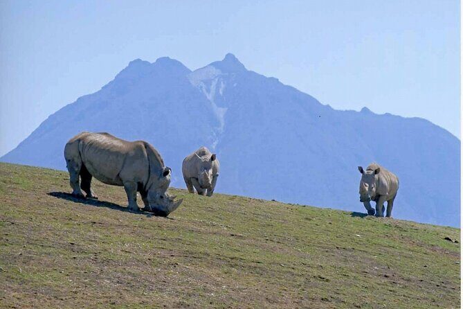 Beppus Best: African Safari and Beppu Hells Private Tour - Beppus Best: African Safari and Beppu Hells Private Tour