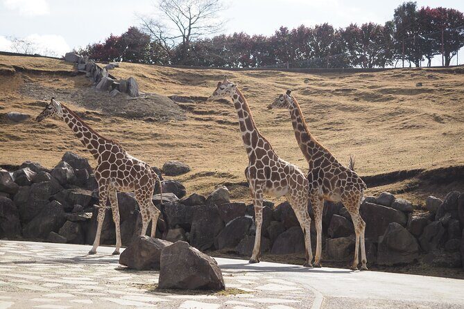 Beppus Best: African Safari and Beppu Hells Private Tour - Who Should Consider This Tour?