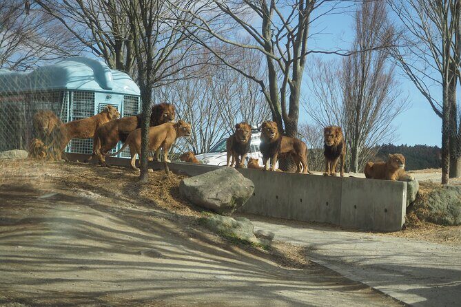 Beppus Best: African Safari and Beppu Hells Private Tour - The Value of the Experience
