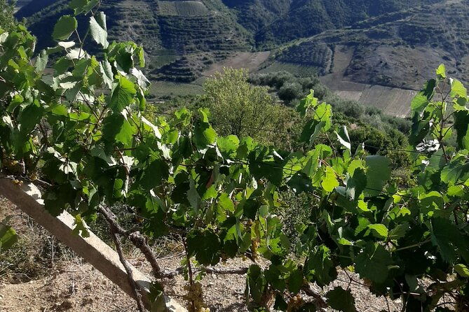 berat-4x4-off-road-and-vineyard-wine-tasting-2