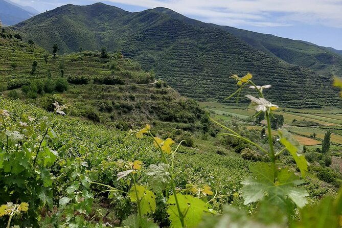 berat-4x4-off-road-and-vineyard-wine-tasting