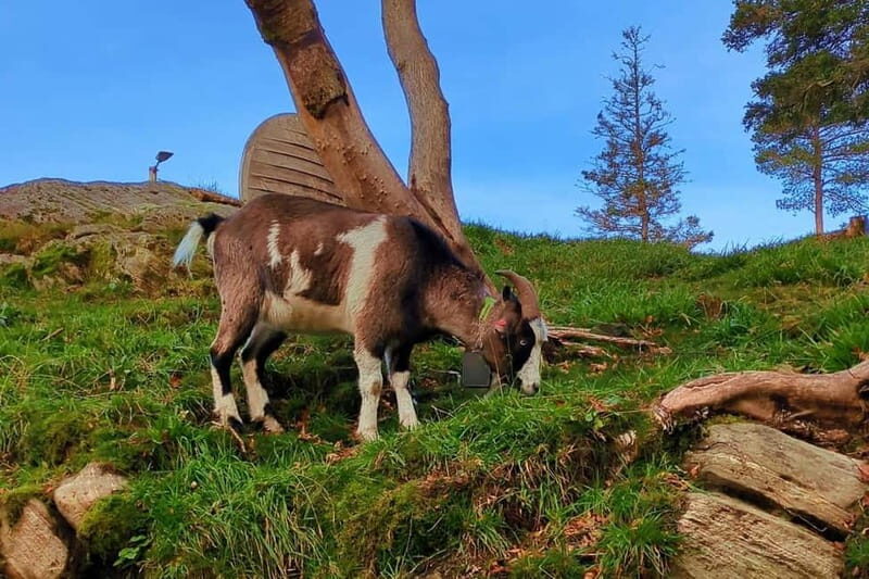 Bergen Like a Local: Culture, Views, and the Stave Church - Authentic Local Experiences