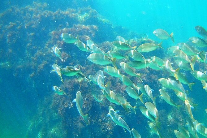 berlengas-island-catamaran-tour-snorkeling