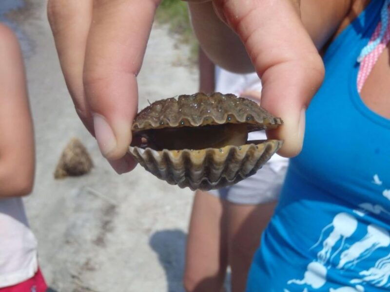 berlin-assateague-island-wildlife-discovery-kayak-tour