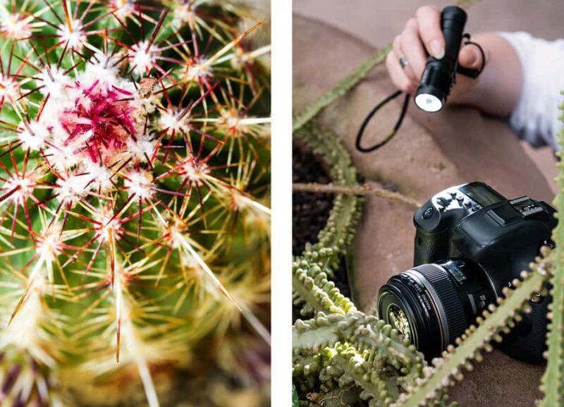 Berlin: Macro photography course - Nature in detail - A Detailed Look at the Berlin Macro Photography Course